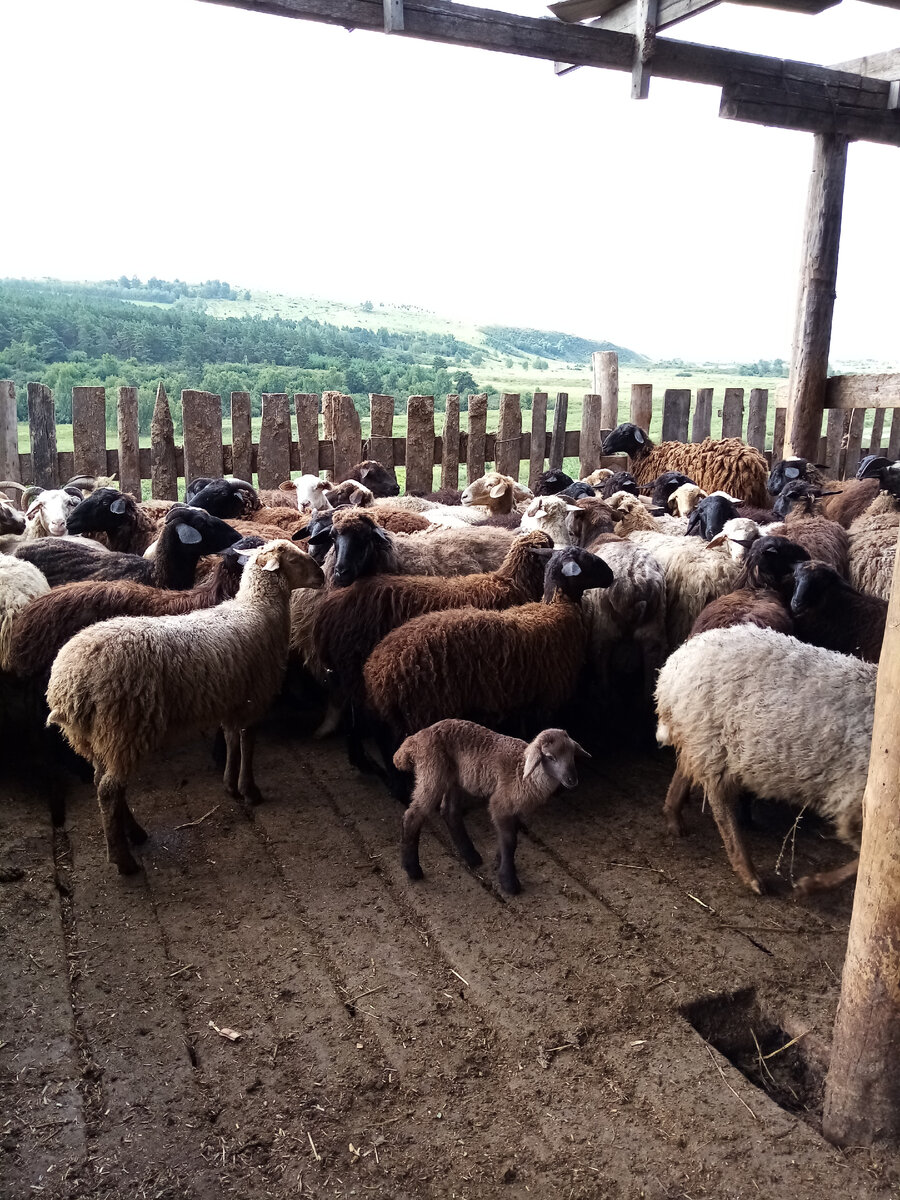 Снимки сделаны в июле 2020 года в поселке Лебяжье Краснотуранского района Красноярского края.