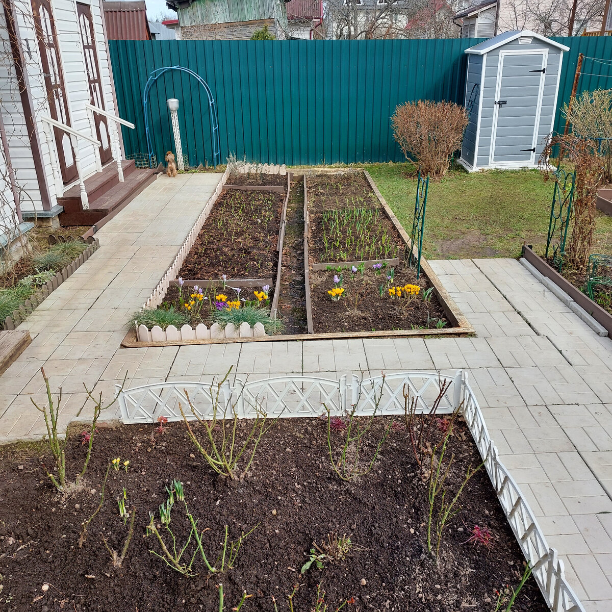 18 апреля 2021 г. Есть ещё 2 длинные грядки 1х6м - на месте бывшей теплицы. Но они с обеих сторон заняты цветами. На фото видны всходы озимого лука и чеснока, но раньше здесь росла земляника.