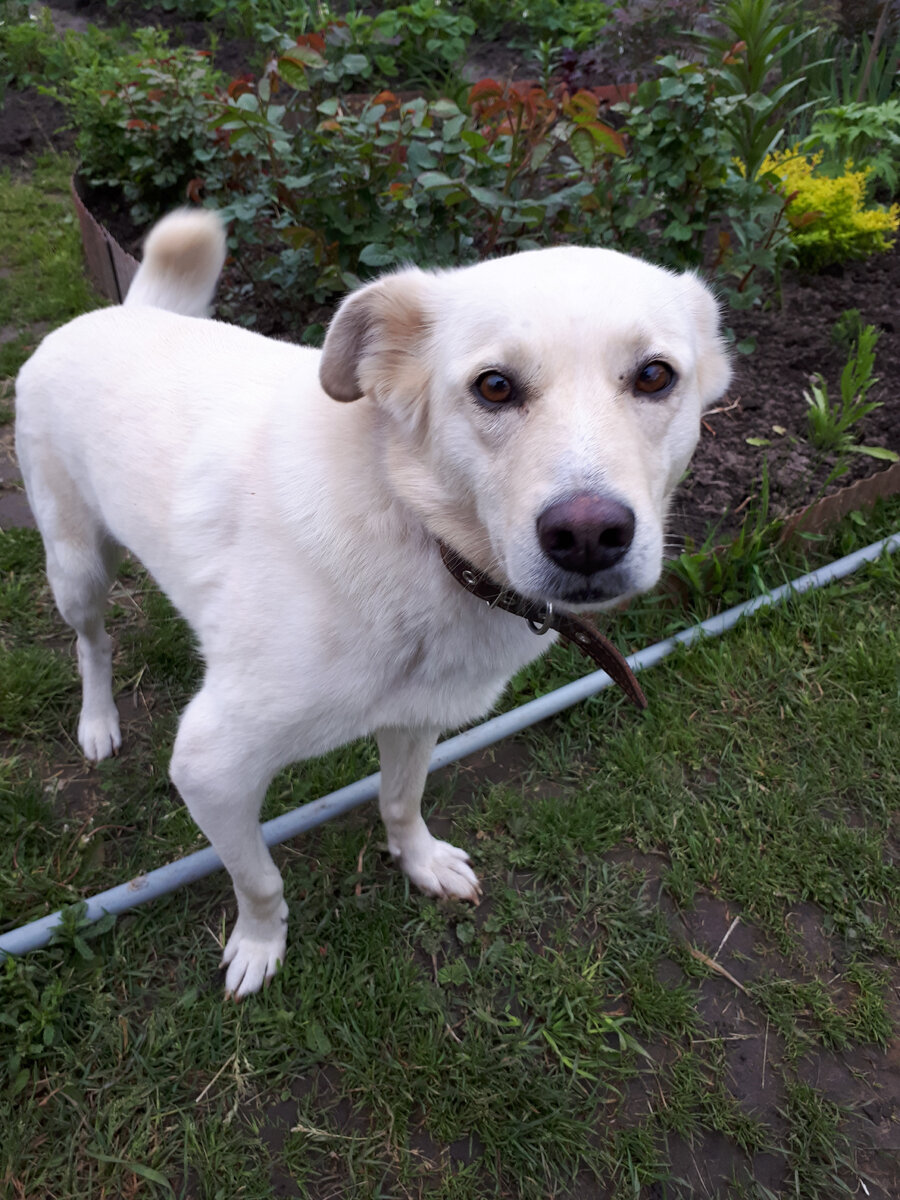 Бэллу мы взяли когда переехали в дом из приюта