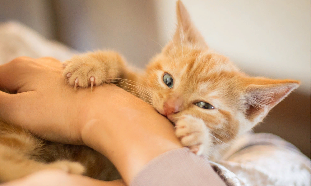 Почему коты кусают людей. Кот кусает. Кот на руках. Котенок кусается. Кусачий котик.