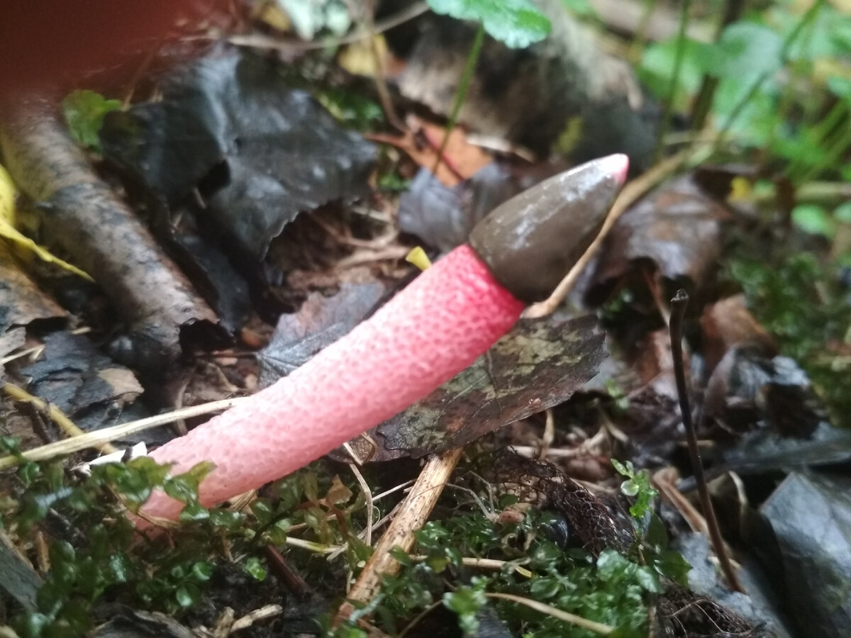 "Сморчок Вонючий" или (Mutinus ravenelii) 