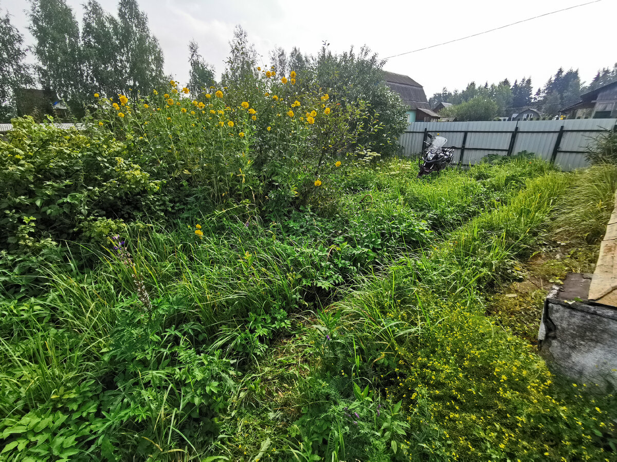 Первым делом - само... уборка участка. | Шесть соток для жизни | Дзен