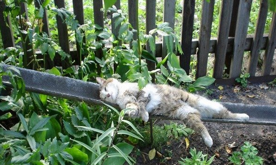 Защитник огорода на привале. 