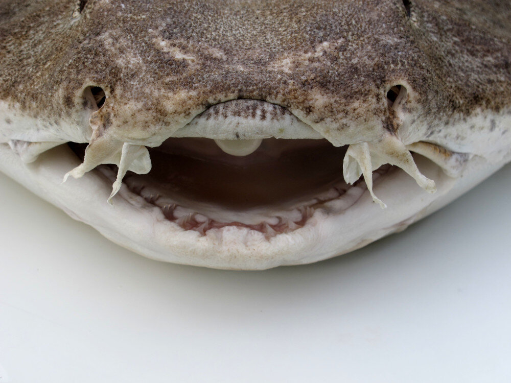 Squatina squatina. Фото: shark-references.com