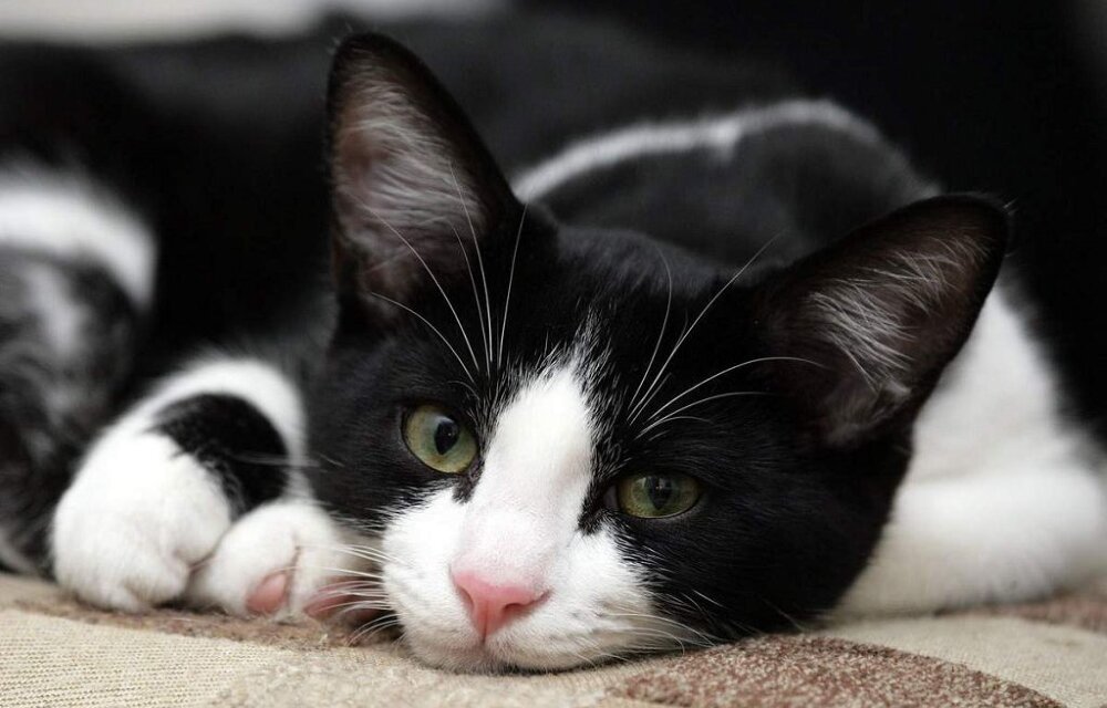 Фото взято с cat-expert.ru для примера