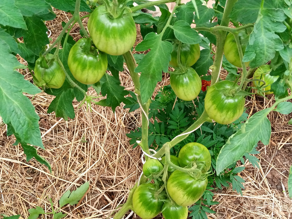 Минусинский от старожилов