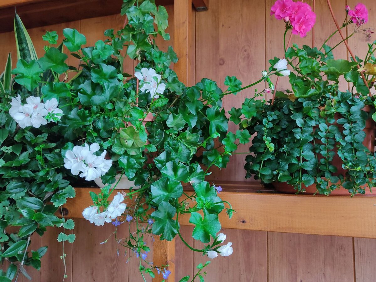 Осень 2021. В таком цветущем состоянии мои Пеларгонии отправляются на балкон зимовать. Фото автора