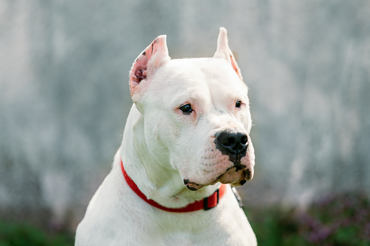 Cuanto cuesta un dogo argentino