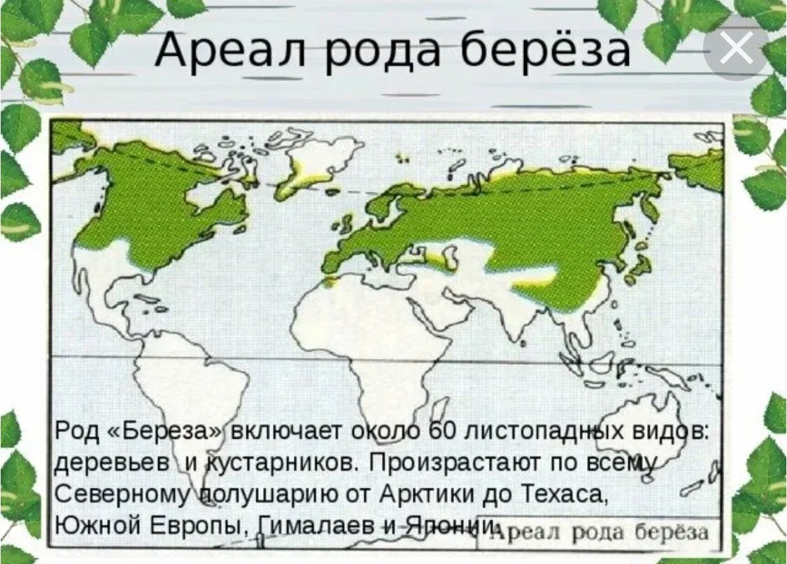 Чем можно объяснить широкое распространение березы. Граб дерево ареал. В каких странах растут березы. Карта распространения березы в мире. Береза распространение в мире.