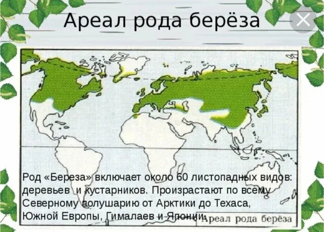 Карта березовых лесов россии