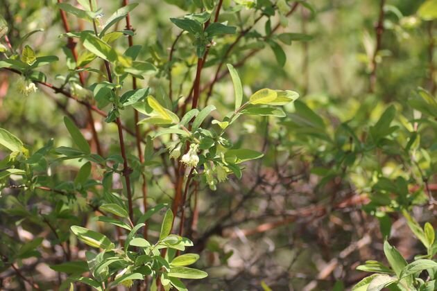 куст жимолости