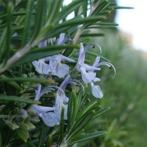 Фото розмарина