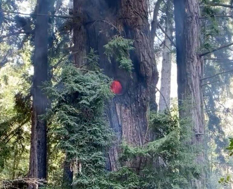 200-футовое дерево пионеров в государственном парке Сэмюэля П. Тейлора в округе Марин загорелось изнутри, и рухнуло в четверг днём.