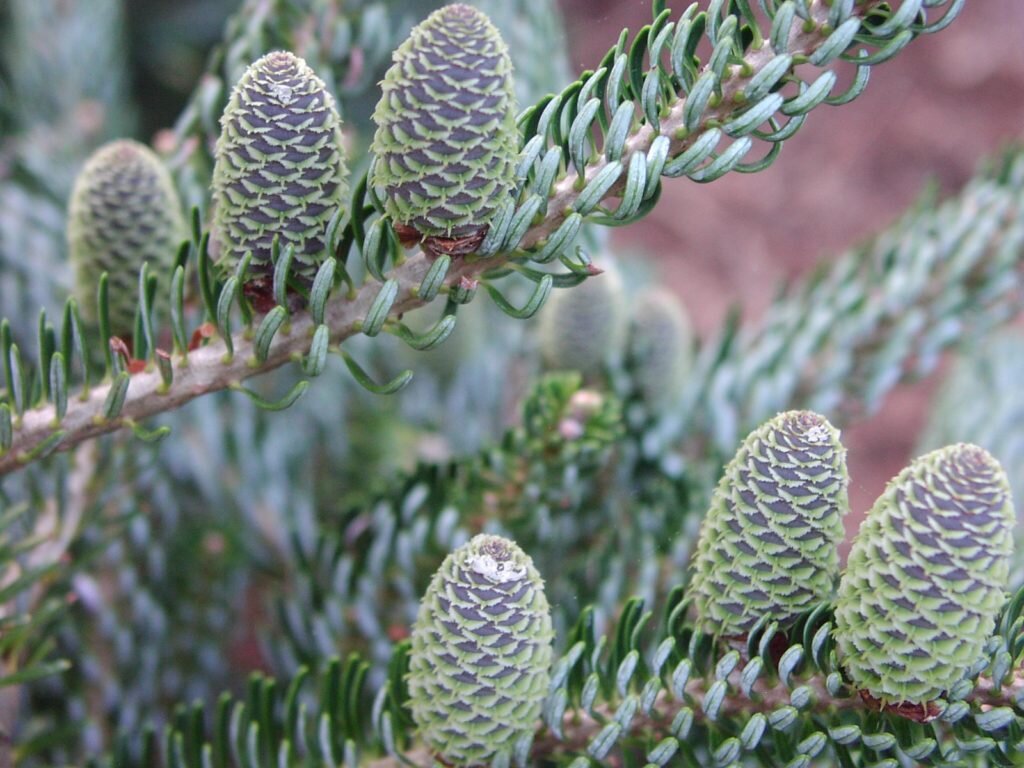  Корейская пихта Сильберлок (SIBERLOCKE) www.oazis-market.ru