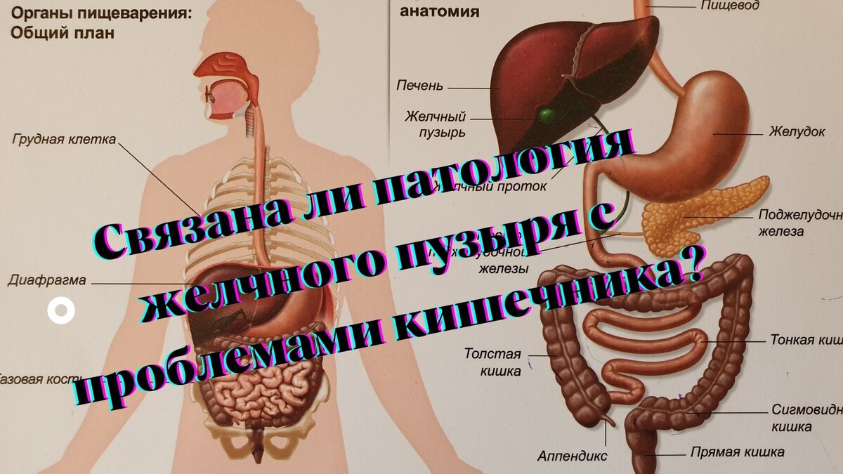 Связано ли. Действие рассказа происходит в рождество. Связано ли. Понятие нормальная микрофлора человека. Эндоскопический осмотр полости носа и носоглотки.