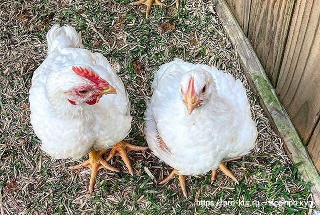 Цыплят бройлеры дохнут. Почему осенью дохнут куры. Домашние куры дохнут. Домашние куры дохнут. Почему дохнут куры несушки по одной.