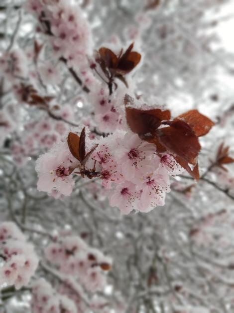 Это на днях по нам прошелся холодный циклон и нас знатно замело, после +20 тепла. К вечеру растаяло.
