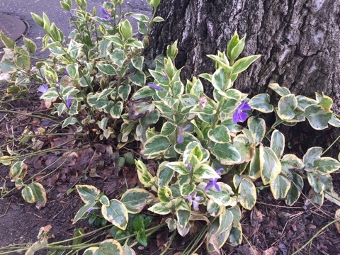 Барвинок вариегатный