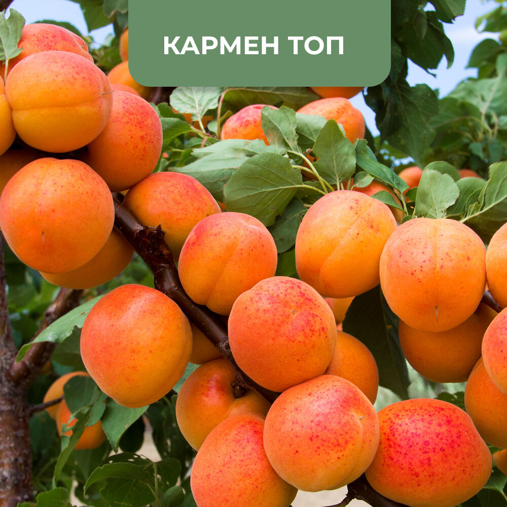 Самые крупные сорта абрикосов | Клуб Садоводов-Профессионалов | Дзен