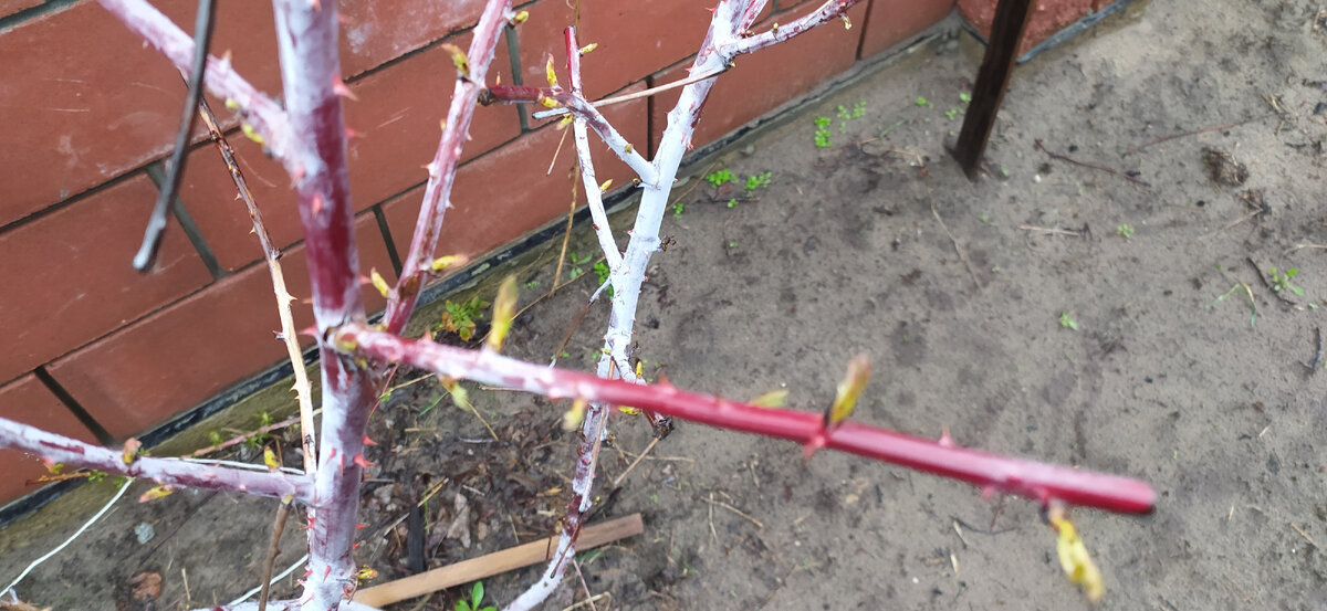 Малина Блэк Джевел конец апреля