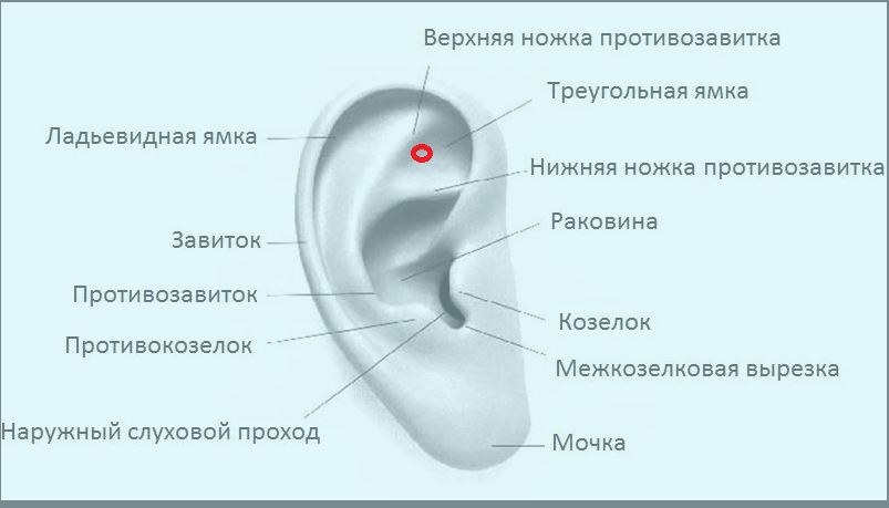 Добавочный козелок ушной раковины. Козелок ушной раковины анатомия. Противокозелок уха анатомия. Завиток противозавиток козелок противокозелок мочка уха.