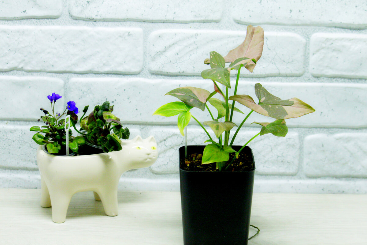 Сингониум Ред Спот. Фото и коллекция автора Masteritayaplants