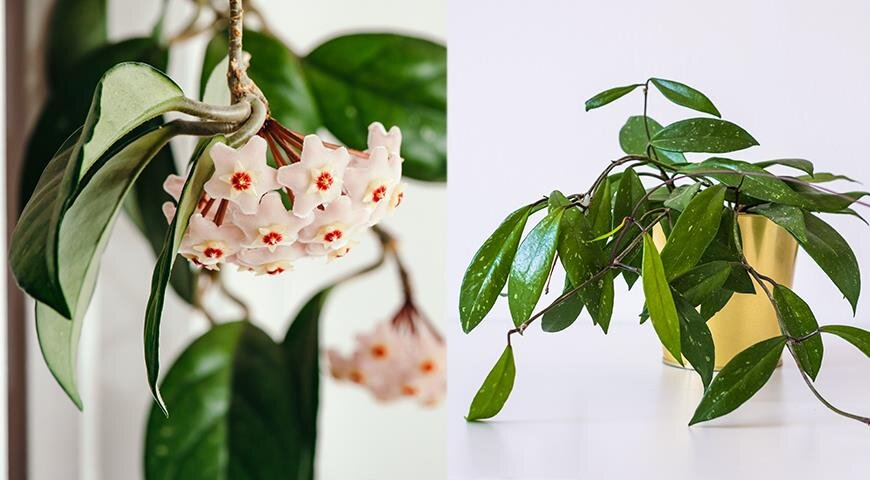 Хойя корноза, или хойя мясистая, восковой плющ нарастает медленно, но неприхотлива и цветет весной-летом