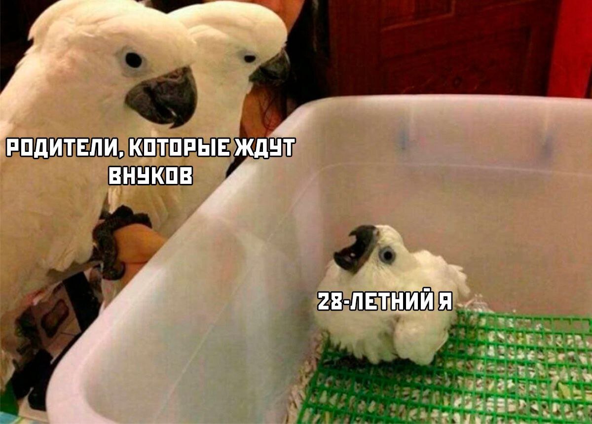 Все мы немного этот попуг...