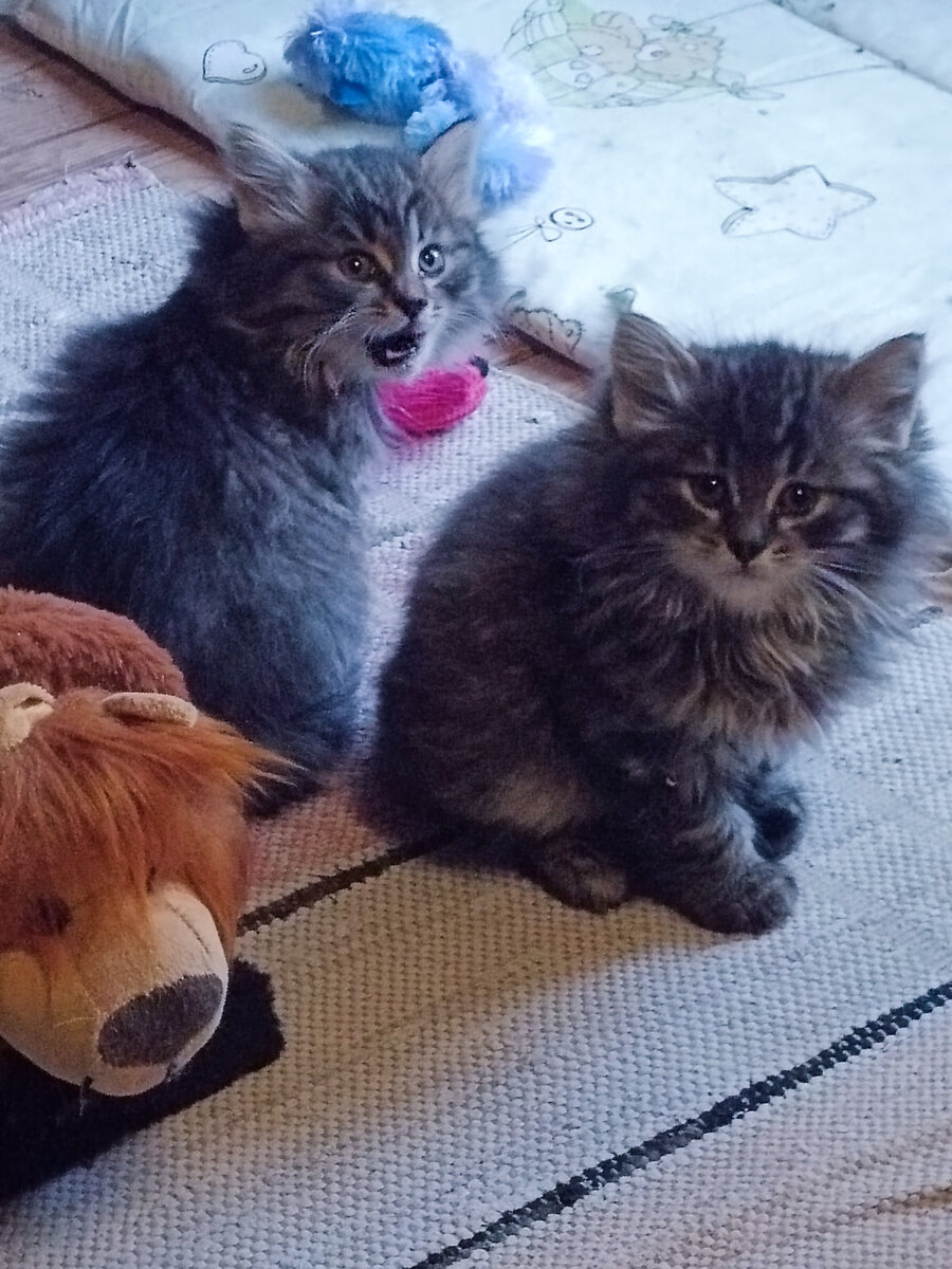 Лапочки детки