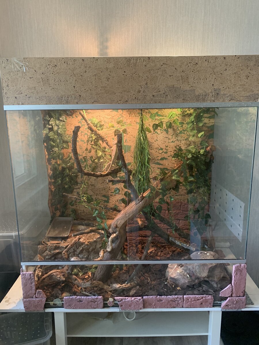 потрепанный жизнью старый террариум Ангулуса, в котором теперь обитает юная хамелеониха