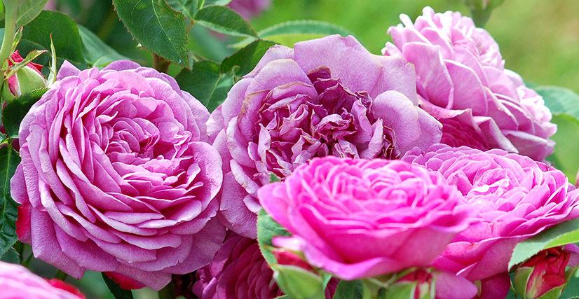 Миниатюрная роза Heidi Clum Rose