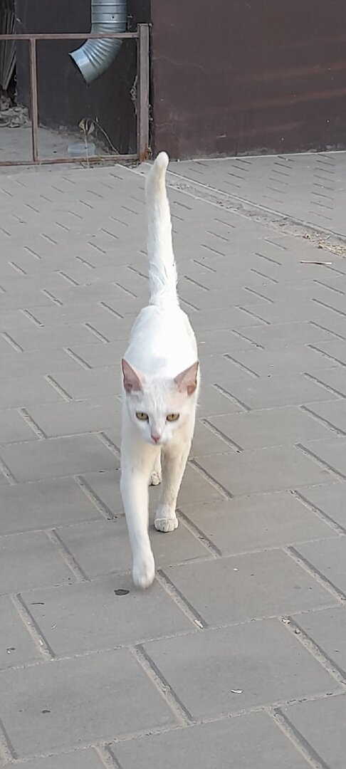 Посмотрите, какая стать, какая грация!