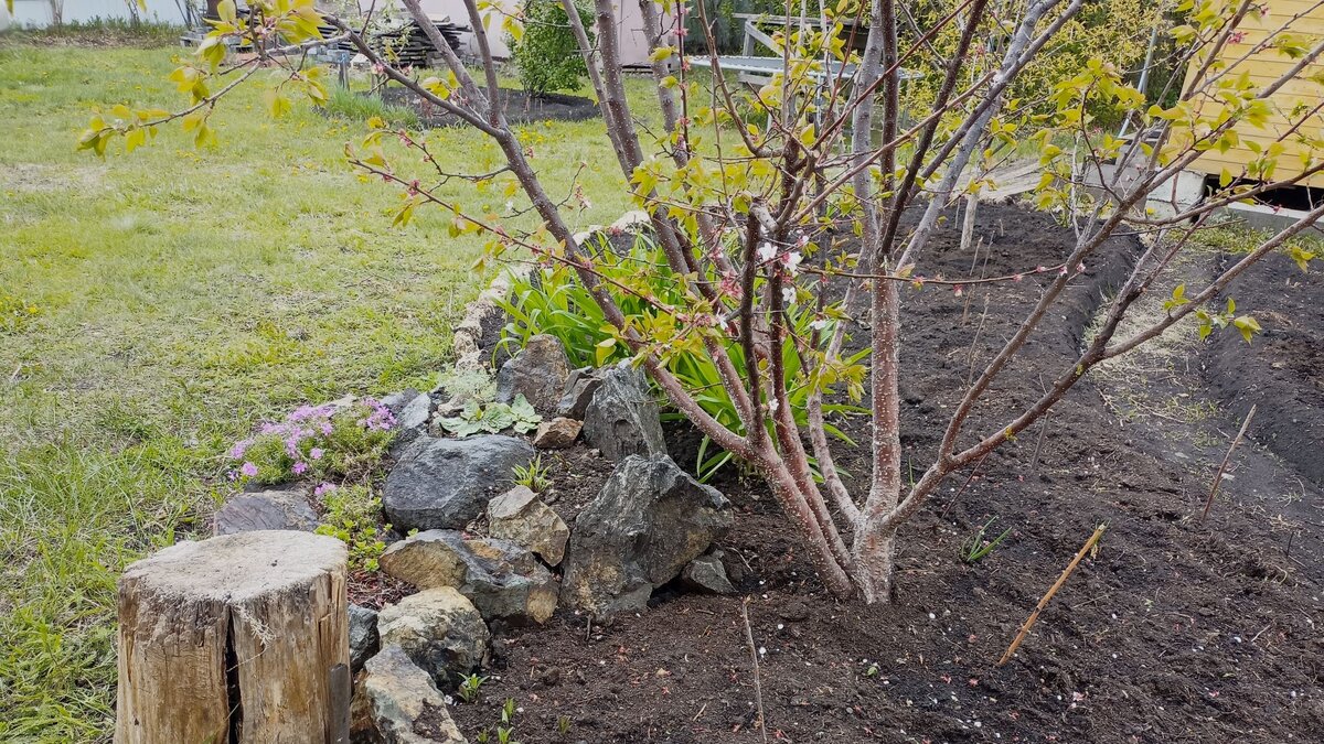 Абрикос весной