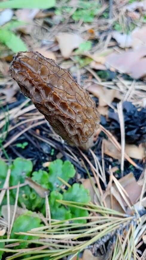 Но фото мне сморчки кажутся больше похожими на маленьких гномиков