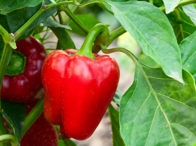 Мой болгарский перчик.