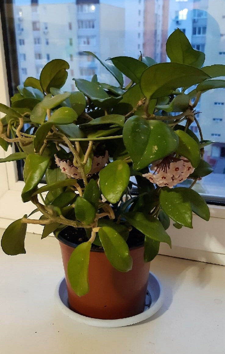 Hoya carnosa (хойя мясистая). Фото автора