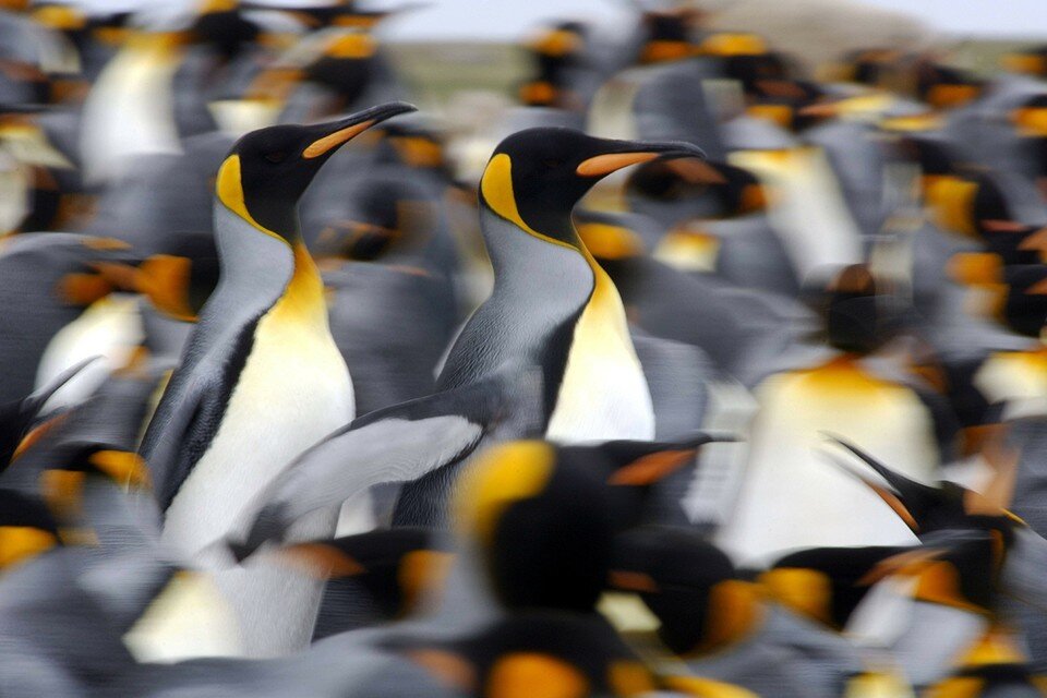     Как только у морских птиц проявляются симптомы птичьего гриппа, они обычно вскоре умирают  EAST NEWS