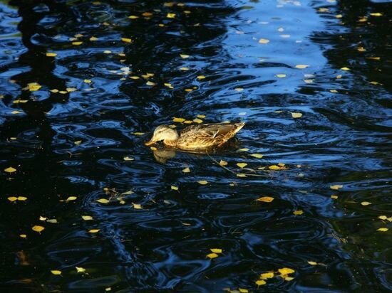     Фото Юлии Боровиковой