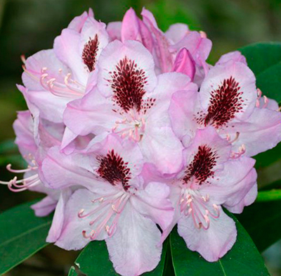 Рододендрон гибридный Гумбольдт - высота 2-2,5 м, ширина до 3 м. Прирост в высоту и ширину 10 см. Цветок фиолетово-розовый с красновато-коричневым пятном, тычинки фиолетовые, диаметр 8 см. 