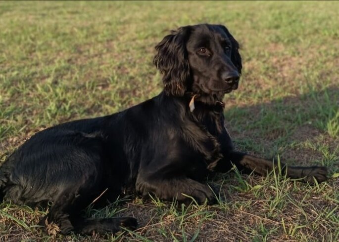 Собакирен на прогулке