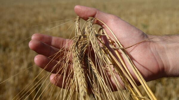   © Sputnik / Павел Лисицын