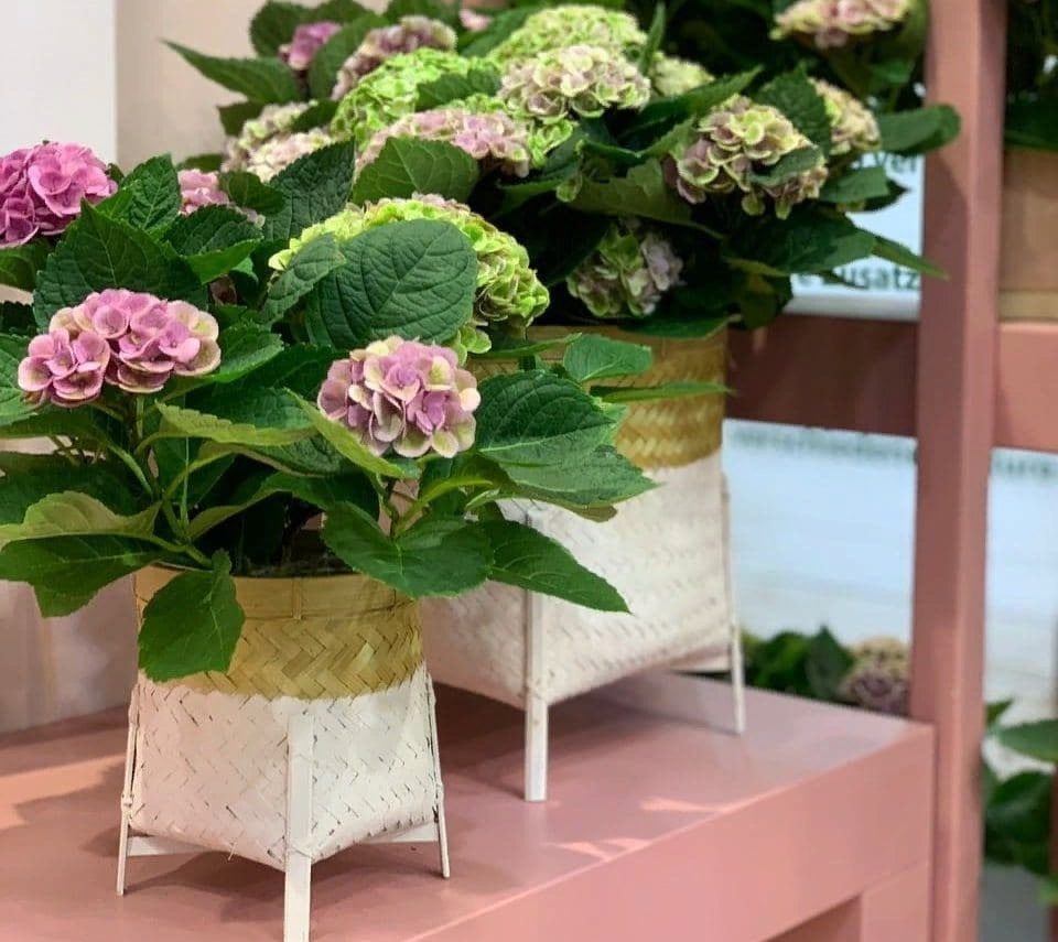 Зимовка крупнолистных гортензий В КАШПО