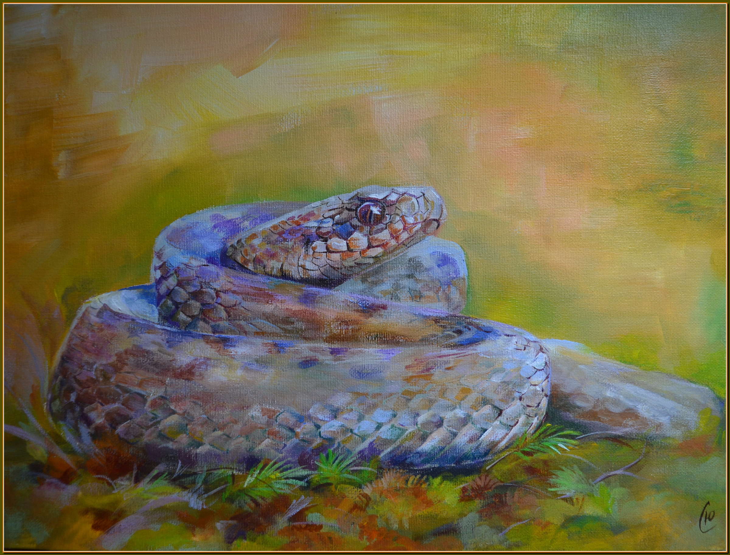 Печать страницы - Обыкновенная королевская змея (Lampropeltis getulus)