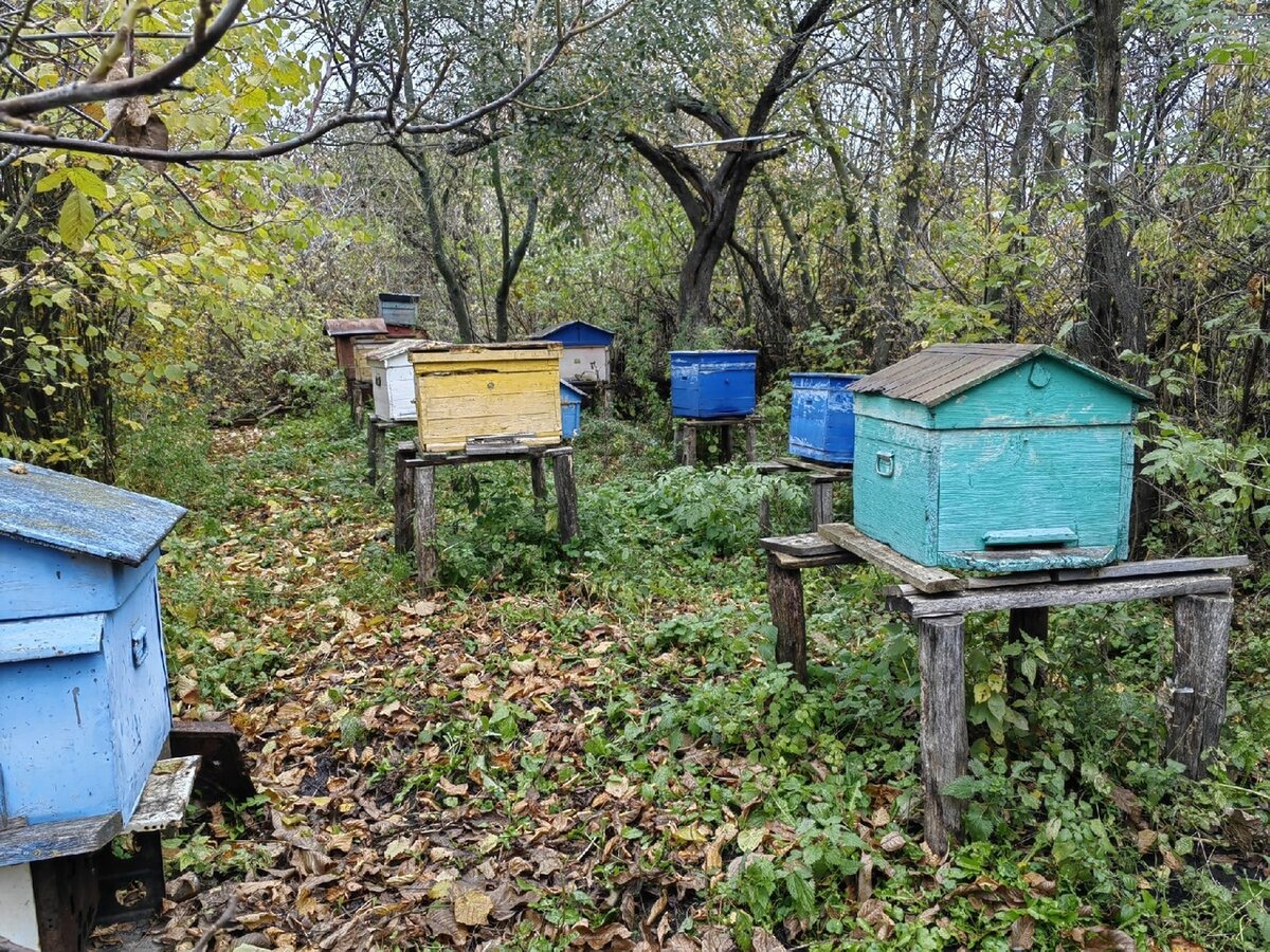 Осенняя пасека. 