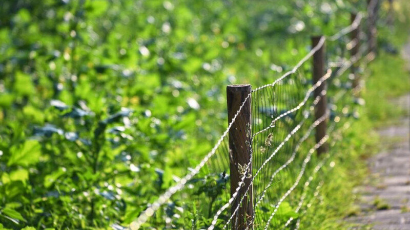     Граница, забор. CC0