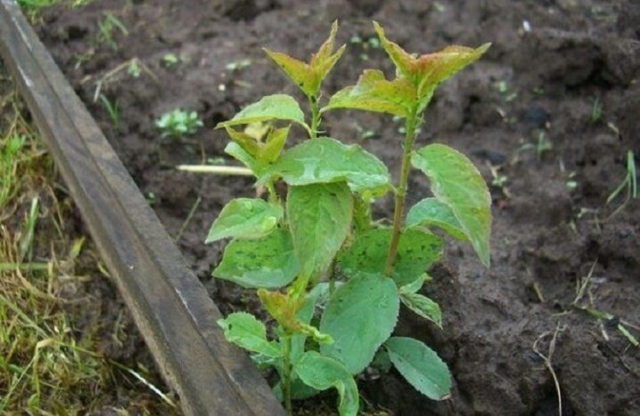 Майл. Картинки