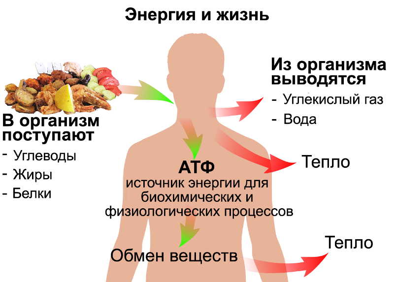 Источники жизненной энергии