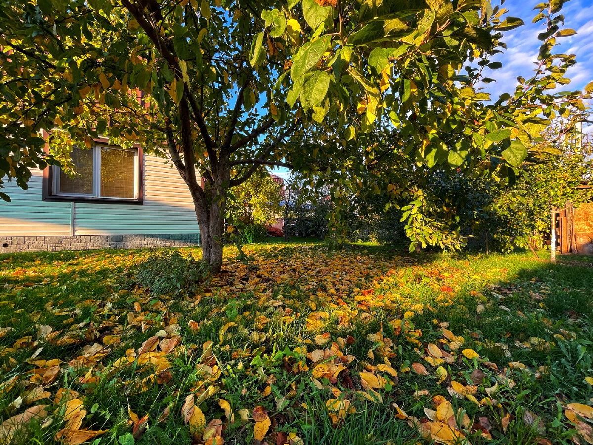 Осень в саду 2022 г