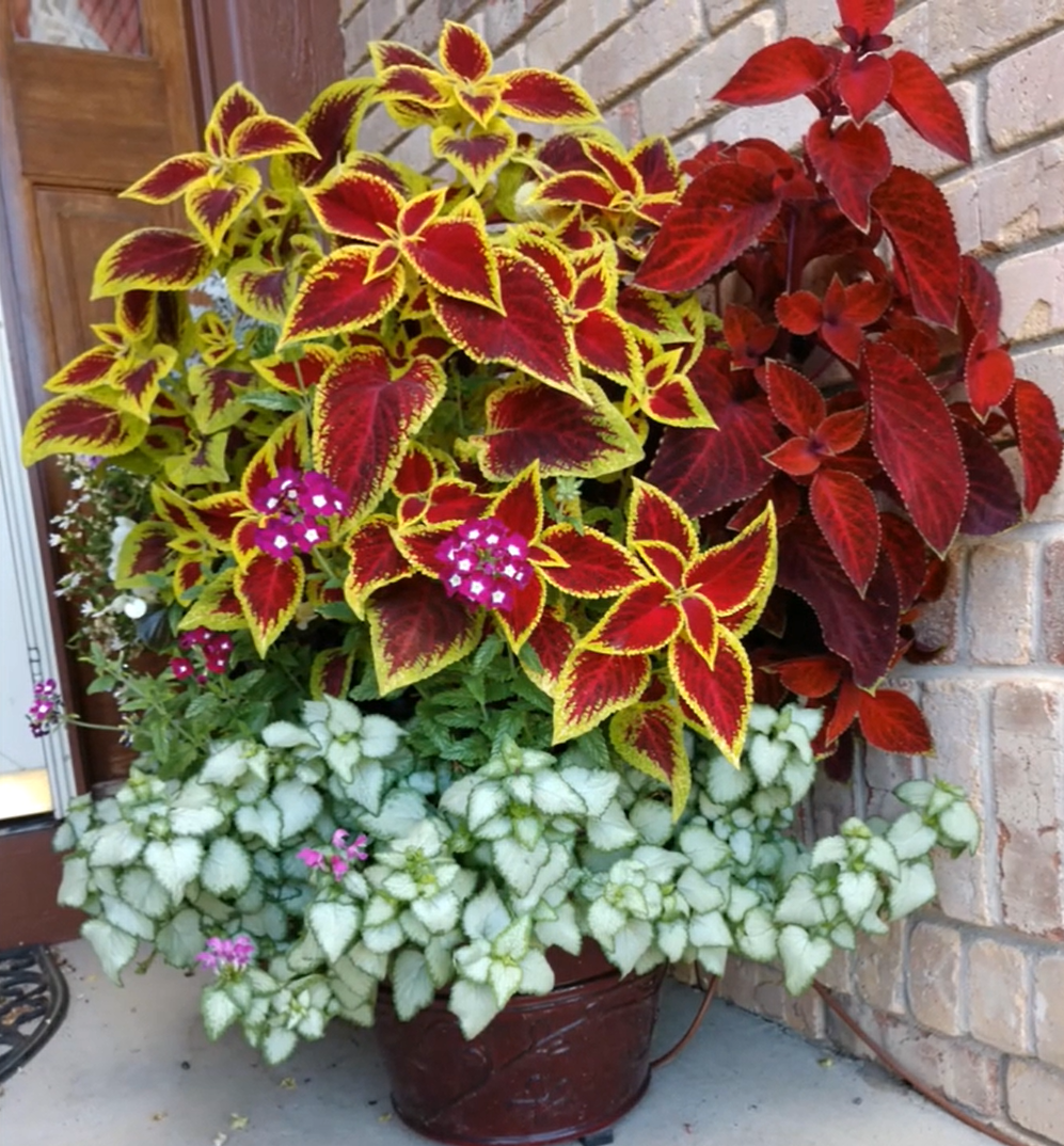 Все это колеусы