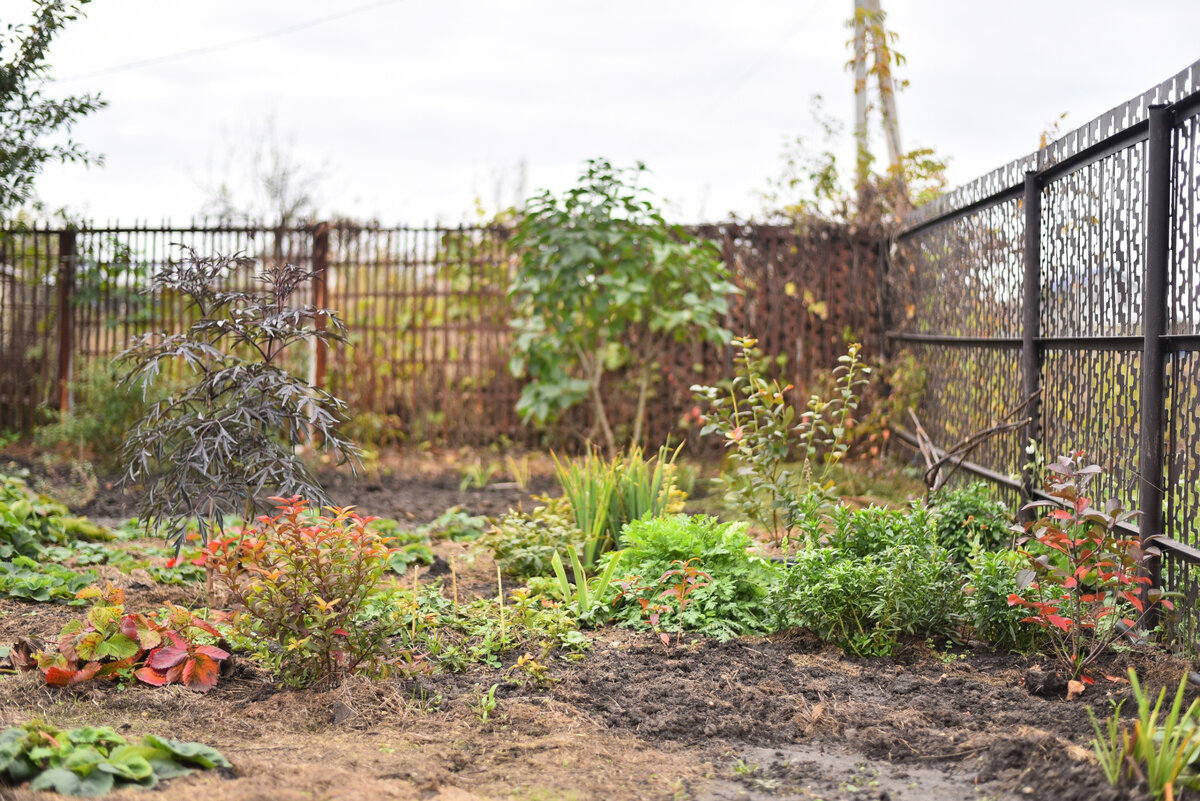 бузина осенью